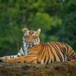 Tracking tigers beyond the park